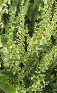 Teucrium scorodonia L., Salvia de los bosques
