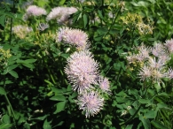 Thalictrum aquilegiifolium L, Talictro plumoso