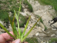 Tofieldia calyculata (L.) Wahlenb. 3