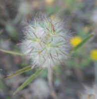 Trifolium arvense L. Pie de liebre.
