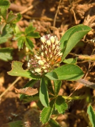 Trifolium bocconei 2