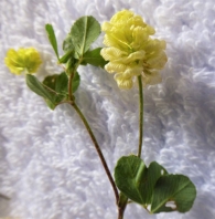 Trifolium campestre Schereb., Trébol amarillo, Trébol campesino. 4