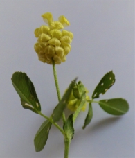 Trifolium campestre Schereb., Tr�bol amarillo, Tr�bol campesino.