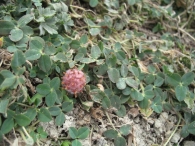 Trifolium fragiferum L., Tr�bol fresa, Fresa de burro, Hirusta 4