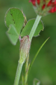 Trifolium incarnatum 2