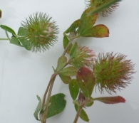 Trifolium lappaceum L. 5