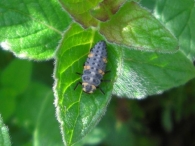 Coccinella septempunctata -larva-