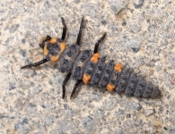 Coccinella septempunctata -larva-