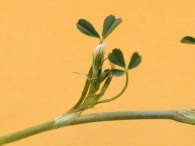 Trifolium ornithopodioides 3