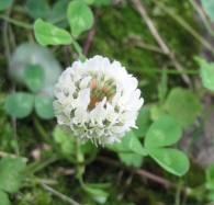 Trifolium repens L.,Trébol blanco, Hiruzusta zuria 5