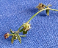 Trifolium resupinatum L., Tr�bol de juncal. 4