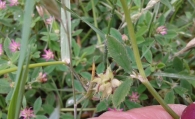 Trifolium resupinatum L., Trébol de juncal. 2