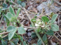 Trifolium scabrum 3