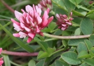 Trifolium thalii 4
