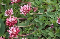 Trifolium thalii 5