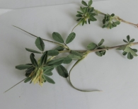Trigonella foenum-graecum L. Alholva. Fenogreco. Fruto
