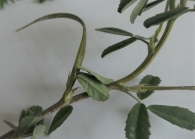 Trigonella foenum-graecum L. Alholva. Fenogreco. Fruto 2