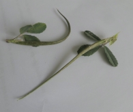 Trigonella foenum-graecum L. Alholva. Fenogreco. Fruto 4