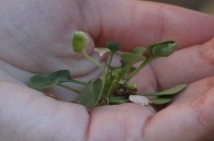 Valeriana longiflora