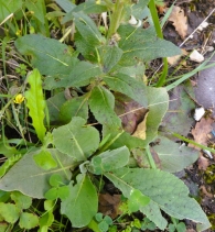 Verbascum lychnitis L., Gordolobo, Candilera. 3