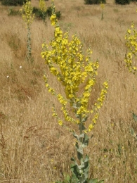Verbascum pulverulentum Vill., Gordolobo polvoriento 9