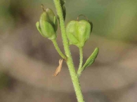 Veronica serpyllifolia 2