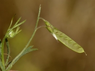 Vicia parviflora 3