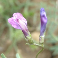 Vicia pubescens 3