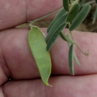 Vicia pubescens 2