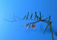 Vicia tetrasperma (L.) Schreb. 5