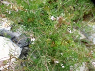 Vicia tetrasperma (L.) Schreb. 7
