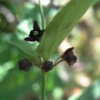 Vincetoxicum nigrum (L.) Moench., Vencetósigo negro 2