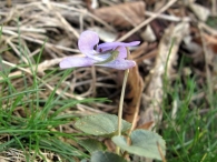 Viola reichenbachiana 2