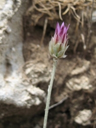 Xeranthemum inapertum (L.) Mill., Flor inmortal 2