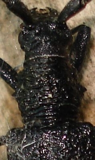 Cerambyx scopolii 3