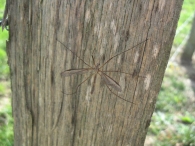 Tipula oleracea (Linnaeus 1758), macho. Zancudo, Tipula 2