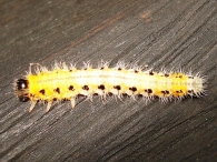 Cladius grandis (Trichiocampus viminalis) larva