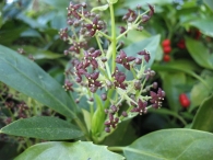 Aucuba japonica Thunb. var. 'Crotonifolia', Laurel manchado