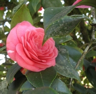 Camellia japonica L. var. "Black Lace" L. var. ·Black Lace·, Camelia. 8
