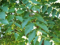Koelreuteria paniculata Laxm., Jabonero de China, Árbol de los farolillos. 4