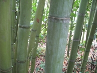 Phyllostachys viridiglaucescens A.& C., Bambú verde, Caña de bambú 6