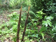 Phyllostachys viridiglaucescens A.& C., Bambú verde, Caña de bambú 5