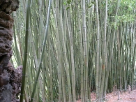 Phyllostachys viridiglaucescens A.& C., Bambú verde, Caña de bambú 4