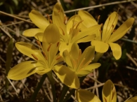 Sternbergia lutea 4