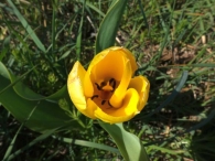Tulipa gerneriana 3