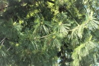 Pinus wallichiana A.B.Jacks. Pino azul del Himalaya. Pino llor�n.
