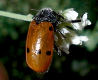 Lachnaia pubescens -macho-