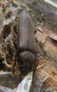 Arhopalus rusticus
