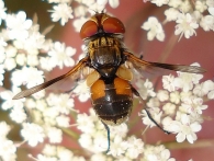 Ectophasia crassipennis -hembra- 2