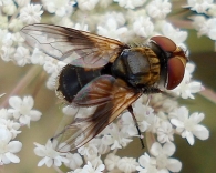 Ectophasia crassipennis -hembra-